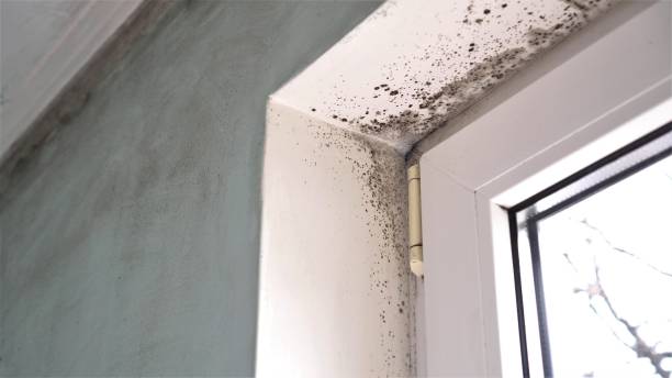 Best Forensic Mold Investigation  in Glyndon, MN