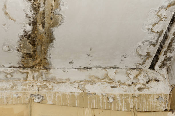 Best Post-Remediation Verification Testing  in Glyndon, MN