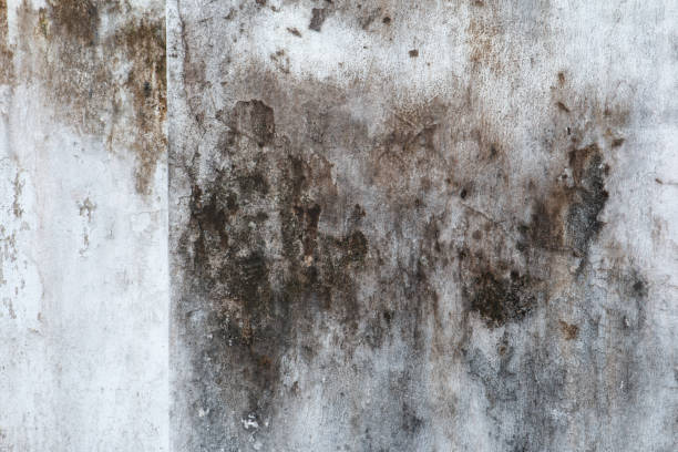Best Mold Damage Restoration  in Glyndon, MN