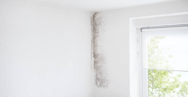 Trusted Glyndon, MN Mold Removal Experts