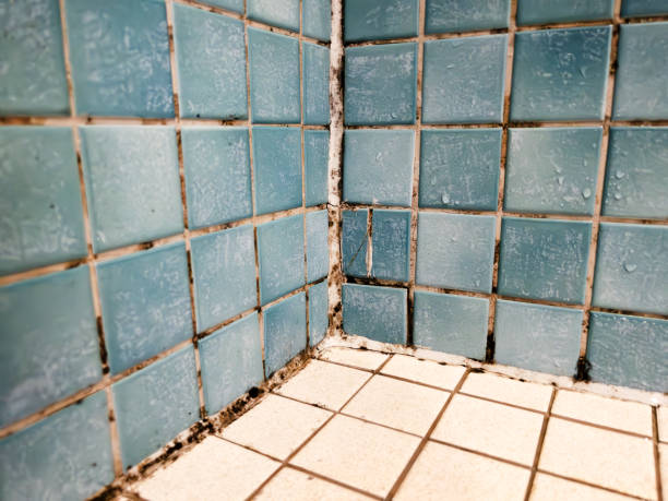 Best Water Damage & Mold Remediation  in Glyndon, MN