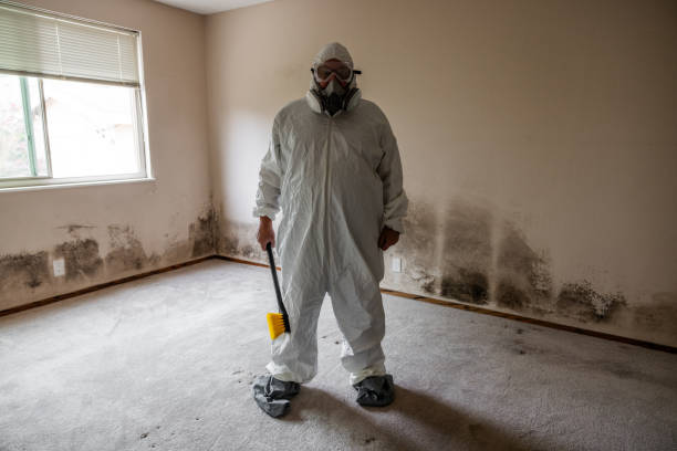 Best Black Mold Removal  in Glyndon, MN